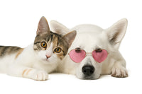 Mascotas
